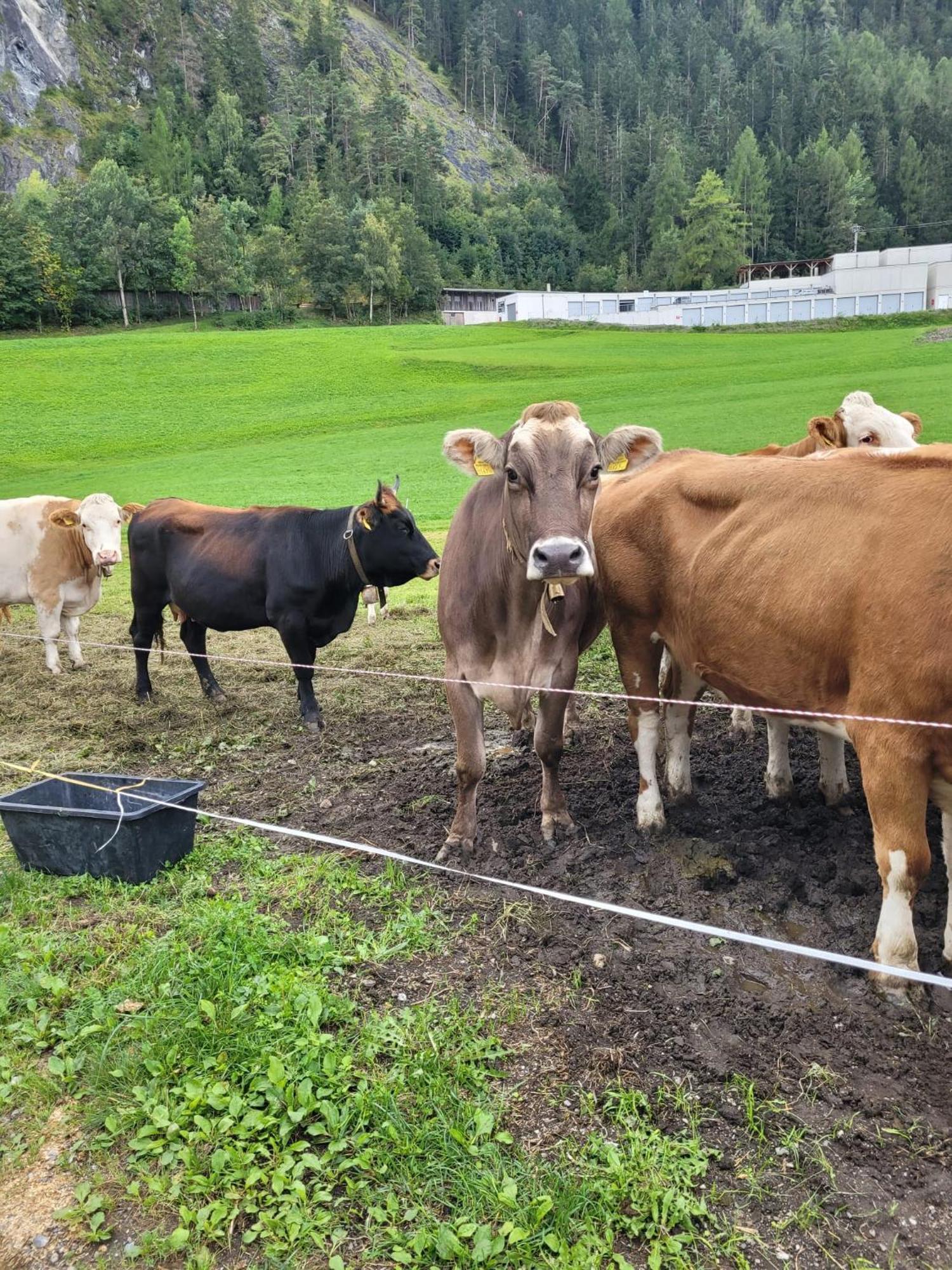 Ferienhof Bichlhof Arzl im Pitztal Eksteriør billede