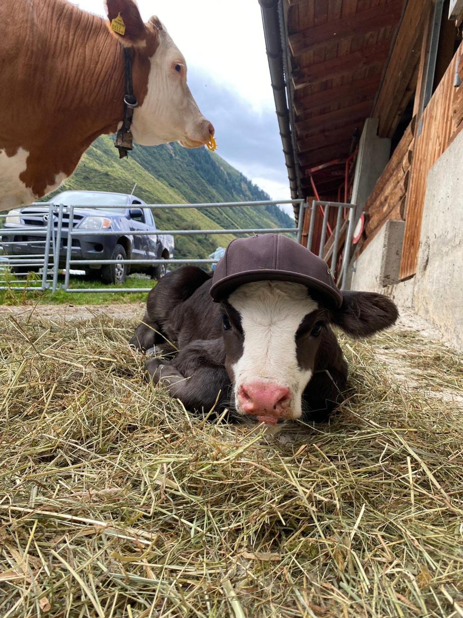 Ferienhof Bichlhof Arzl im Pitztal Eksteriør billede