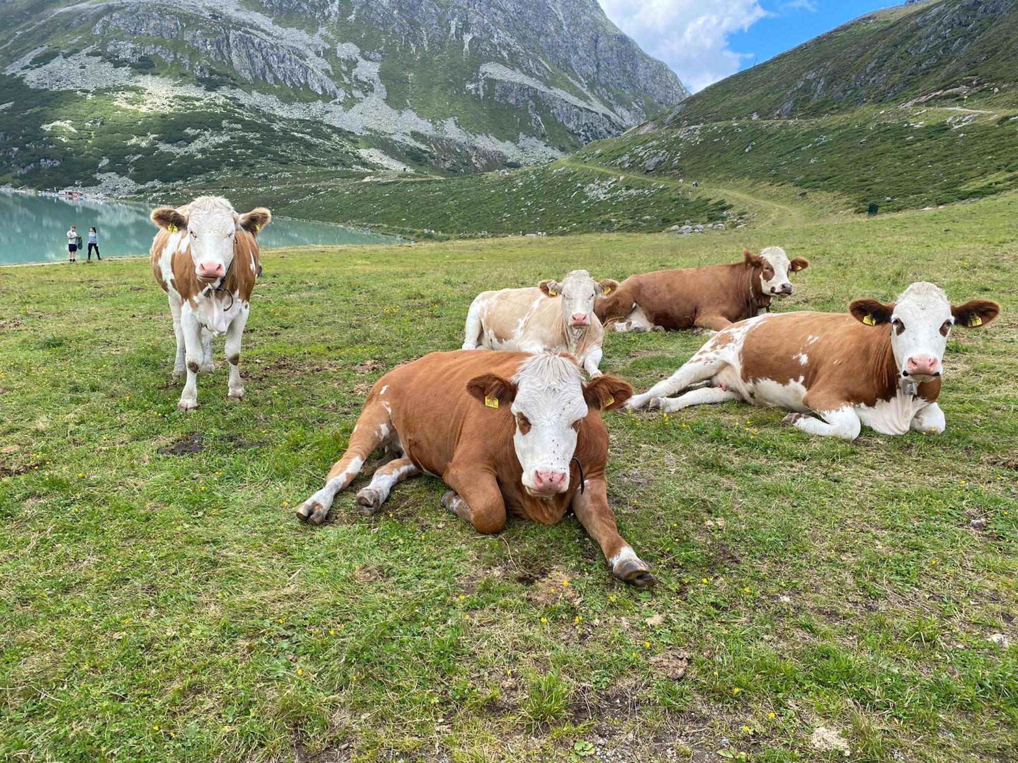 Ferienhof Bichlhof Arzl im Pitztal Værelse billede